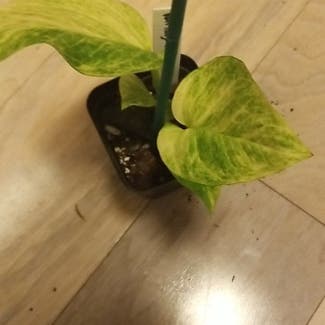 Variegated Neon Pothos plant in New York, New York