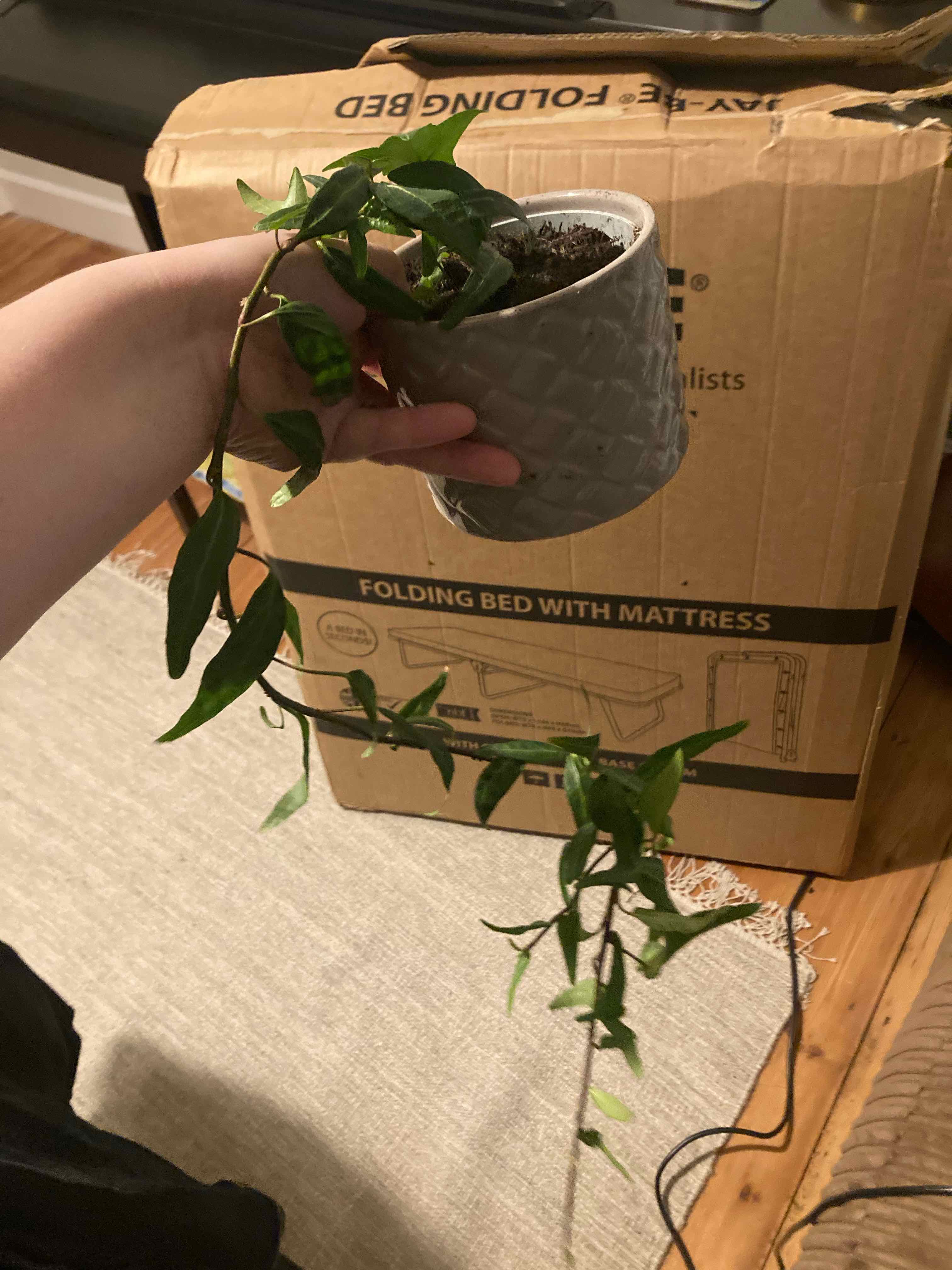 A healthy Carolina Jessamine plant in a small pot, held by a hand.