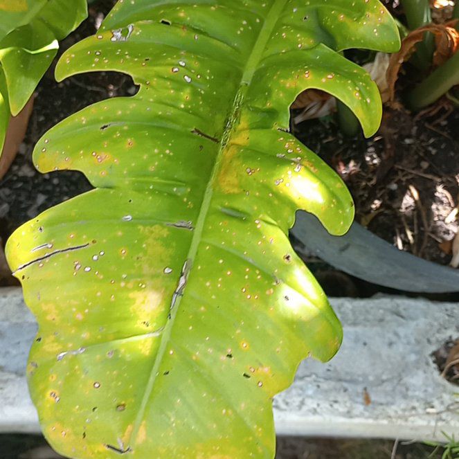 Photo of the plant species Bird's Nest Fern by @ExoticPinoak named Sol on Greg, the plant care app