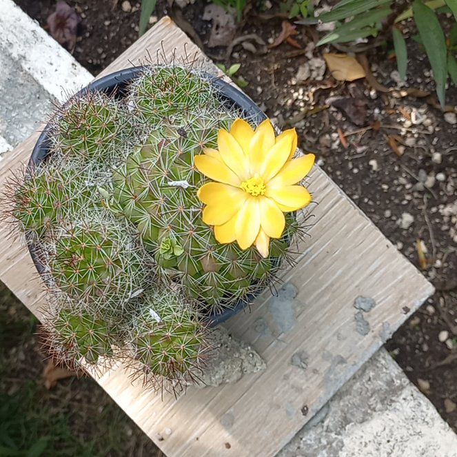 Photo of the plant species Rhinoceros Cactus by @ExoticPinoak named Bella on Greg, the plant care app