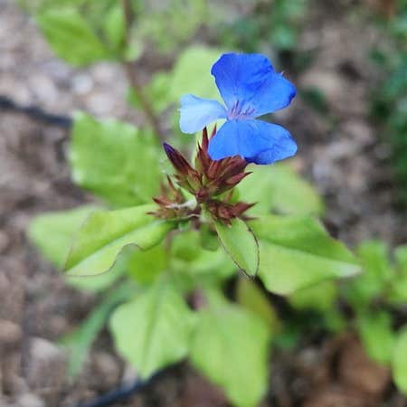 Photo of the plant species Blue Leadwood by @MuscularAlbo named Gregarious on Greg, the plant care app