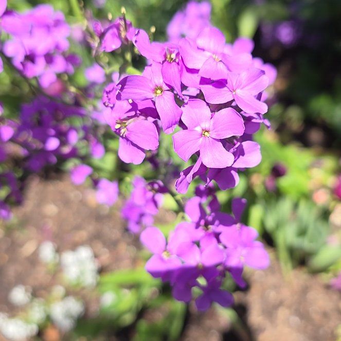 Photo of the plant species Dame's Rocket by @MuscularAlbo named Nemo on Greg, the plant care app