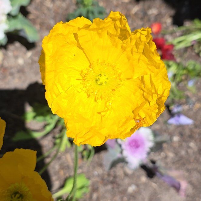 Photo of the plant species Welsh Poppy by @MuscularAlbo named Harmony on Greg, the plant care app