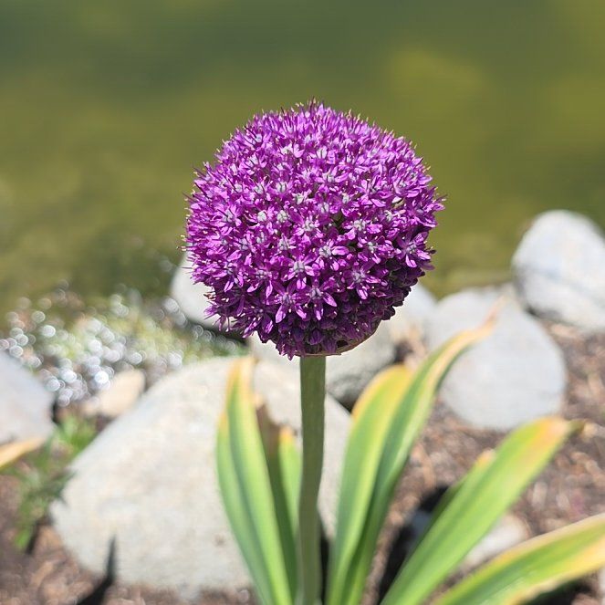 Photo of the plant species Elephant Garlic by @MuscularAlbo named Lola on Greg, the plant care app