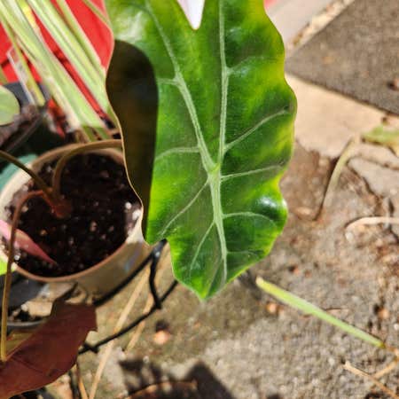 Photo of the plant species Alocasia 'Chantrieri' by @SecureGloriosa named Chianti on Greg, the plant care app