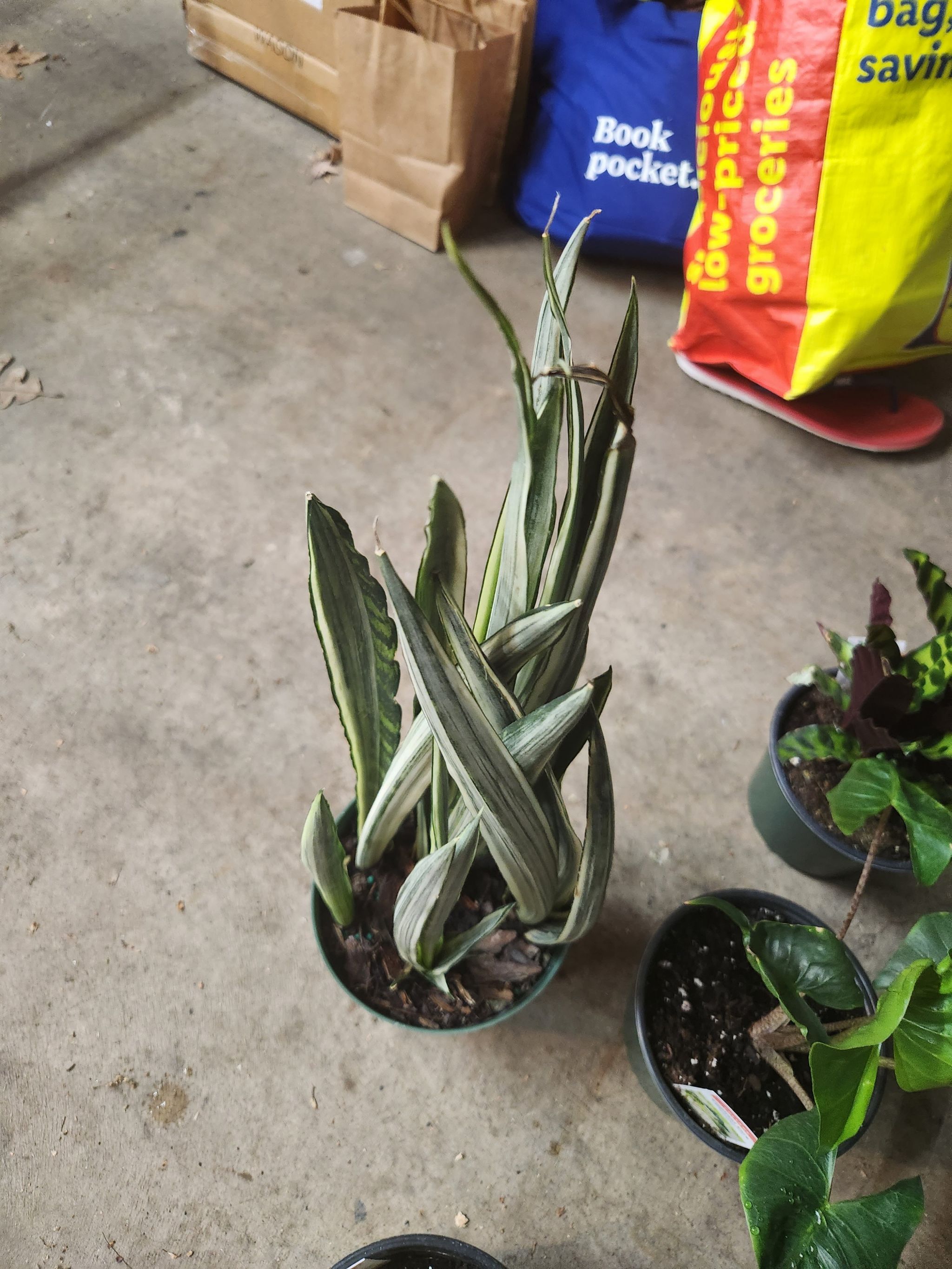 White Sansevieria plant in a pot with variegated leaves, placed on a concrete floor.