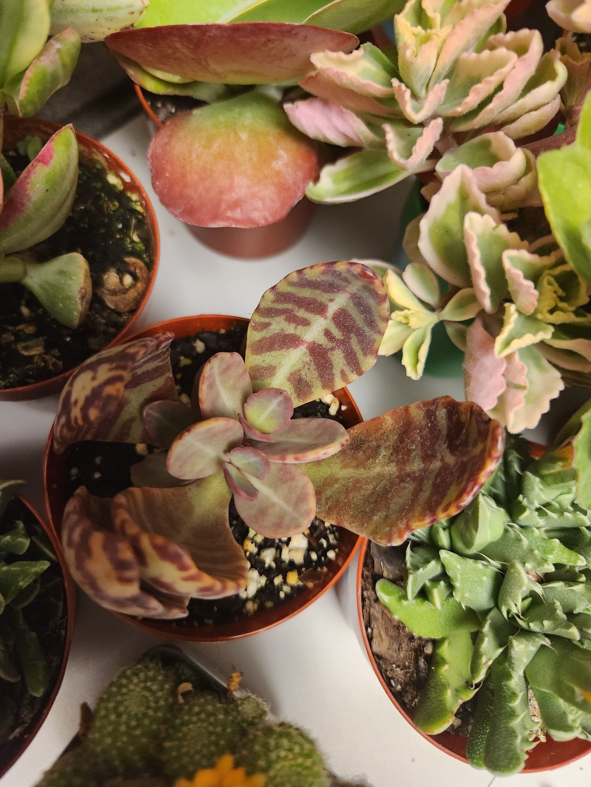 Penwiper Plant (Kalanchoe marmorata) in a small pot with patterned leaves and visible soil.