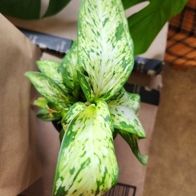 Photo of the plant species Dieffenbachia 'Tropic Snow' by @SecureGloriosa named Snow on Greg, the plant care app