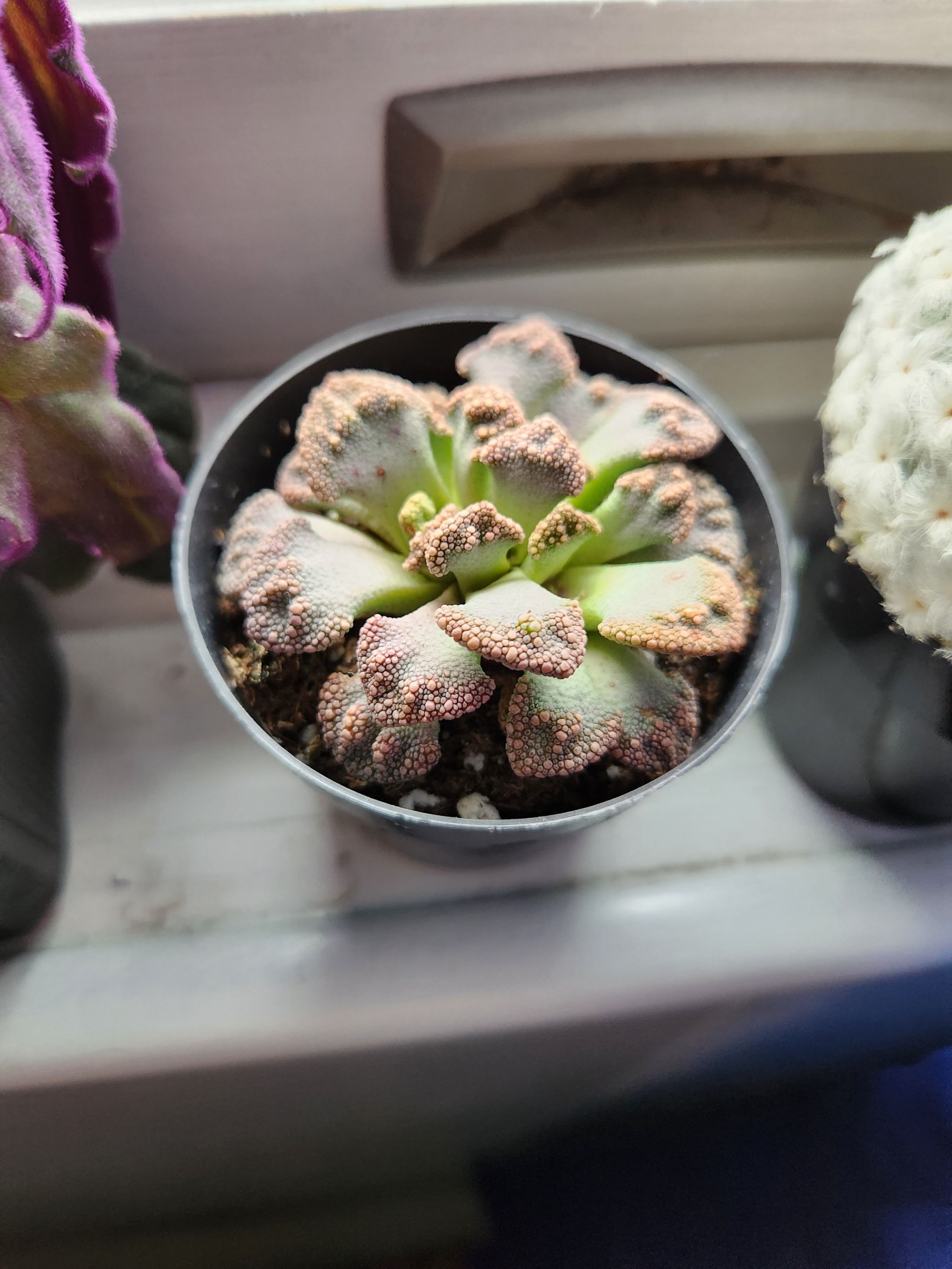 Concrete Leaf Living Stone plant in a small pot, healthy and well-framed.