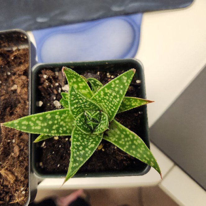Photo of the plant species Gasteraloe 'Zimflora' by @SecureGloriosa named Zeb on Greg, the plant care app