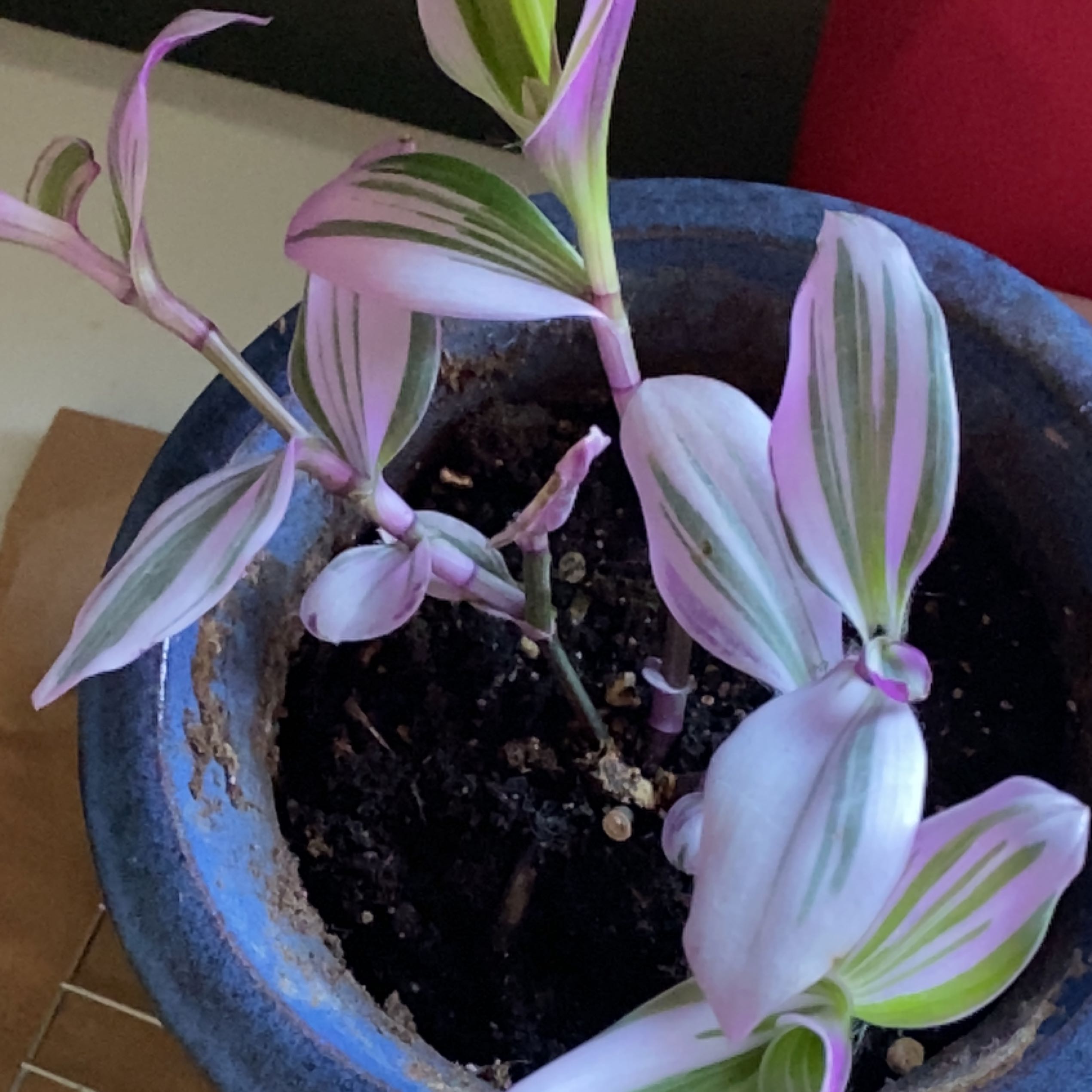 Wandering Dude 'Burgundy' plant in a blue pot with variegated leaves.