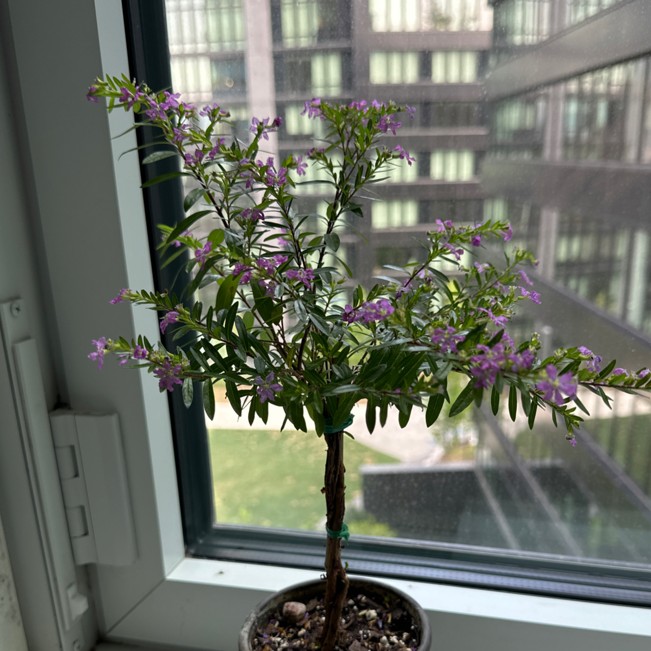 Mexican-Heather plant on a windowsill with green leaves and purple flowers.