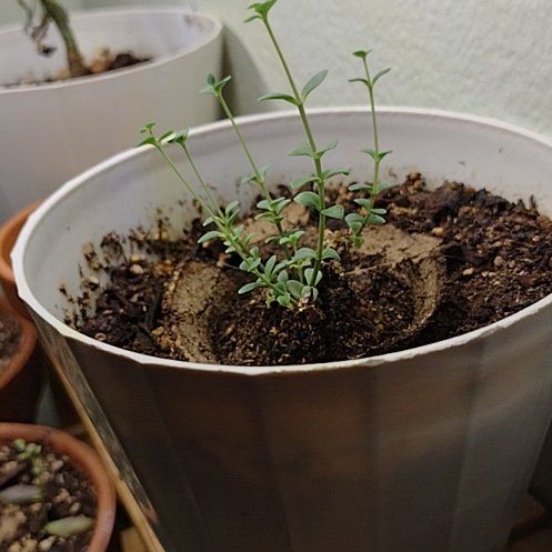 Photo of the plant species Sunsparkler Sedum by @EstablishedBibi named McKinley on Greg, the plant care app