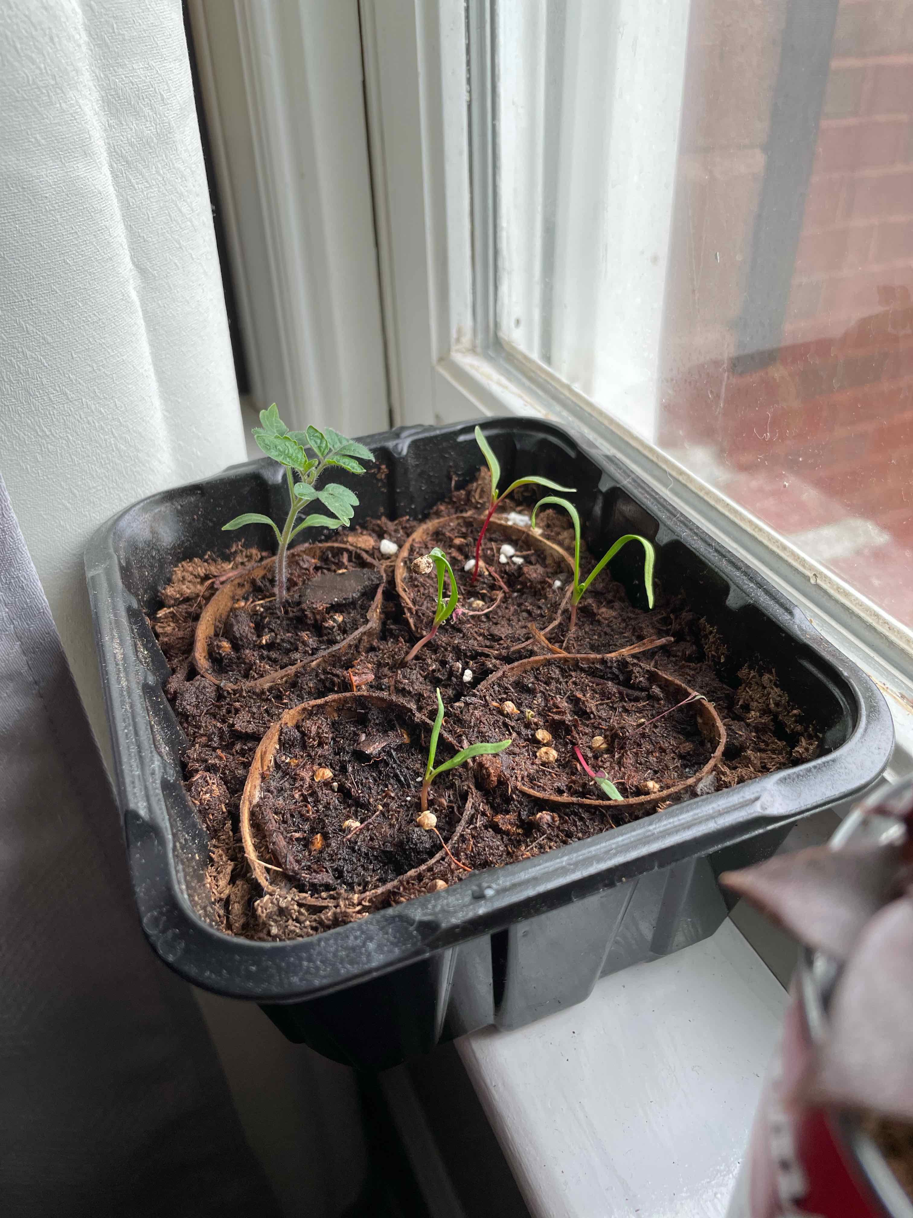 Young Common Beet seedlings growing in a container on a windowsill.