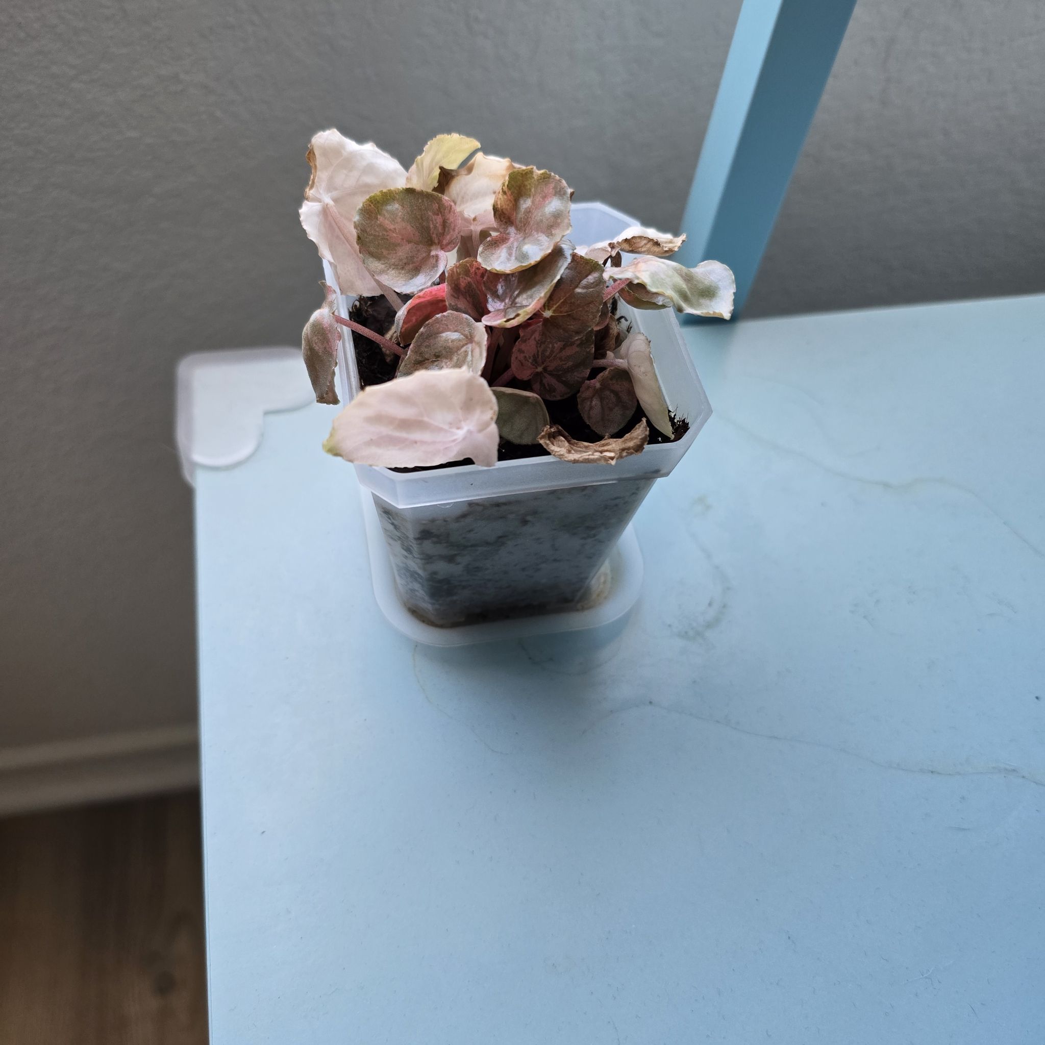 Peperomia Pink Lady plant with variegated leaves showing signs of stress, in a small pot on a light blue surface.
