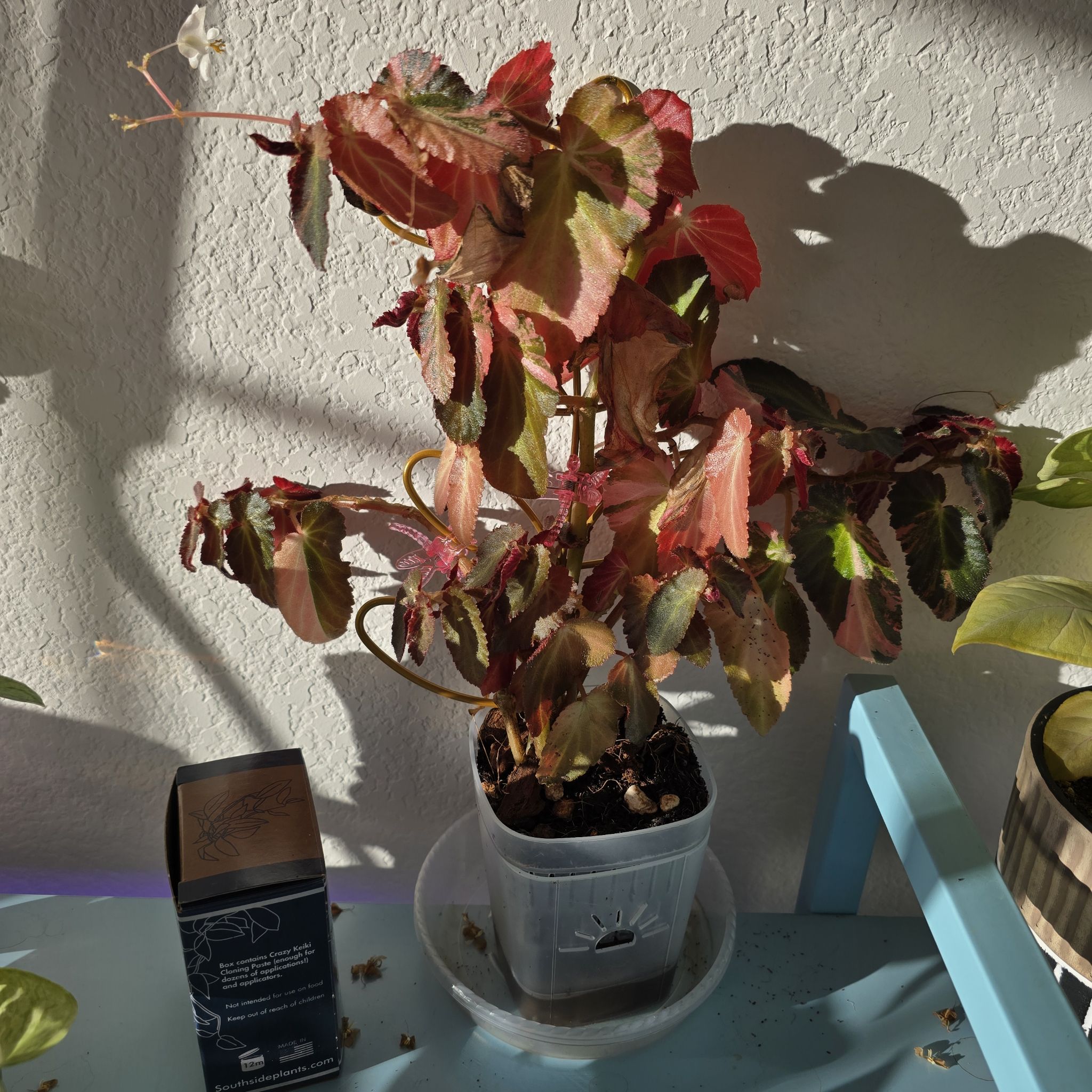 Photo of the plant species Begonia by @ZingPinkball named Sage on Greg, the plant care app