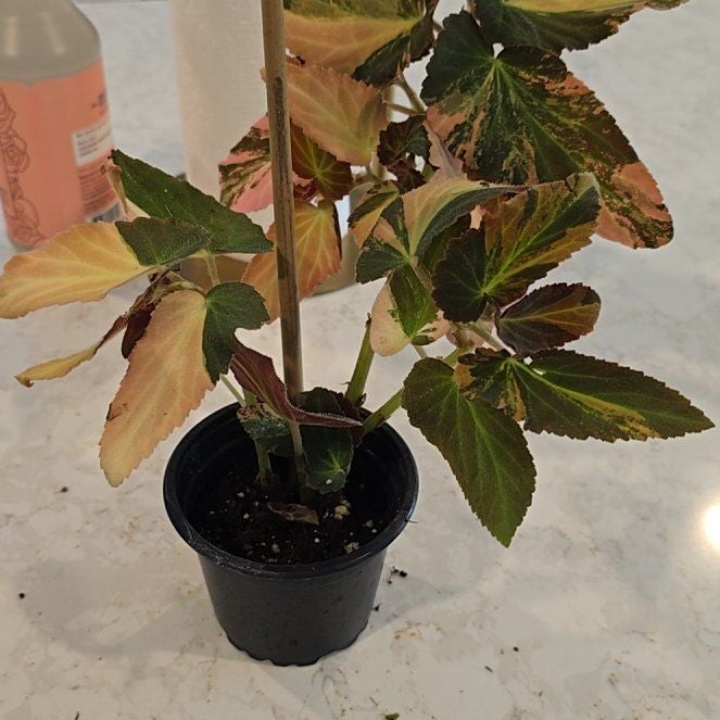 Plant care for Begonia amphioxus on Greg, the plant care app