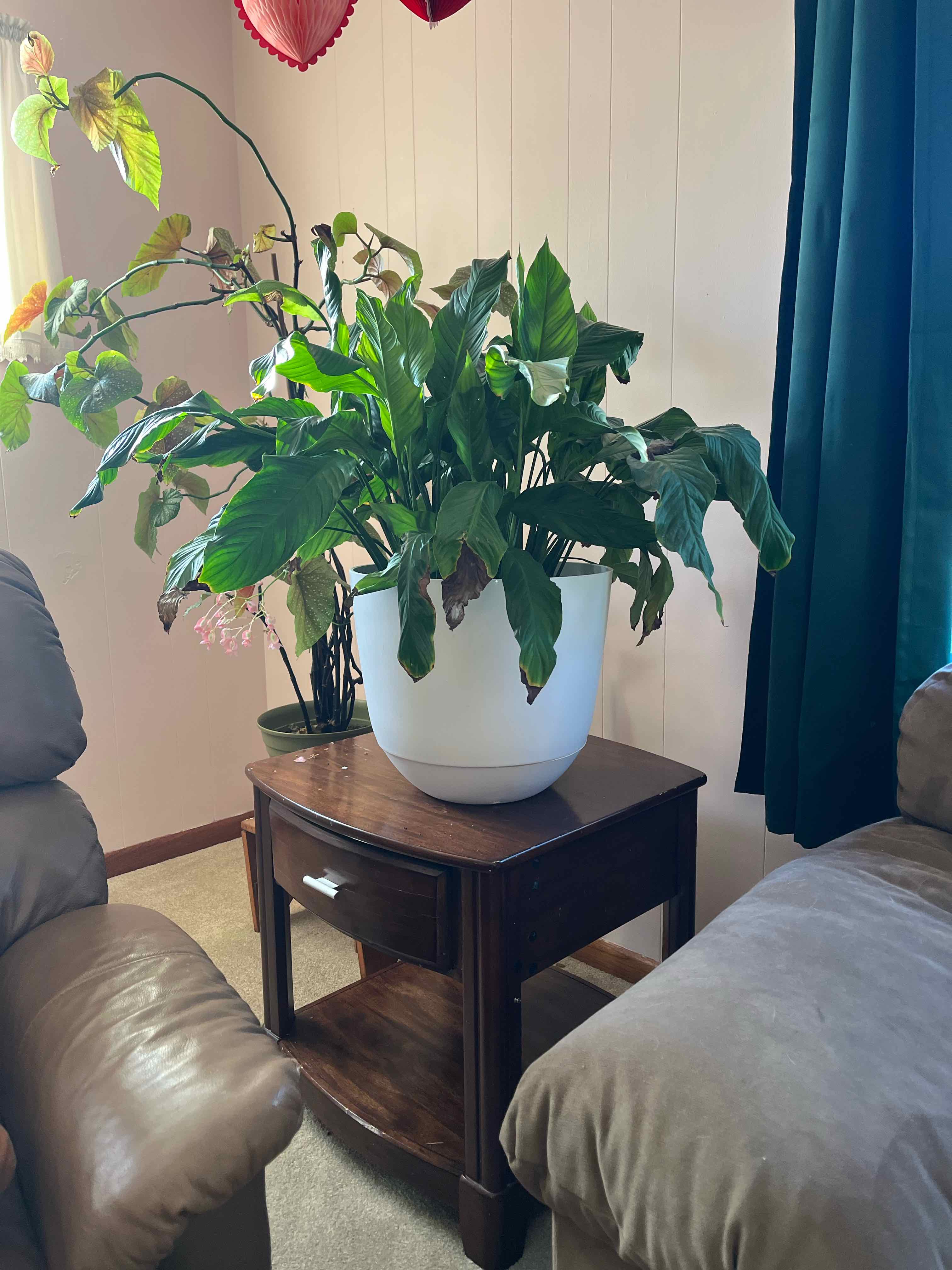 Peace Lily plant photo by @kykysgotbugs named lily james on Greg, the plant care app.