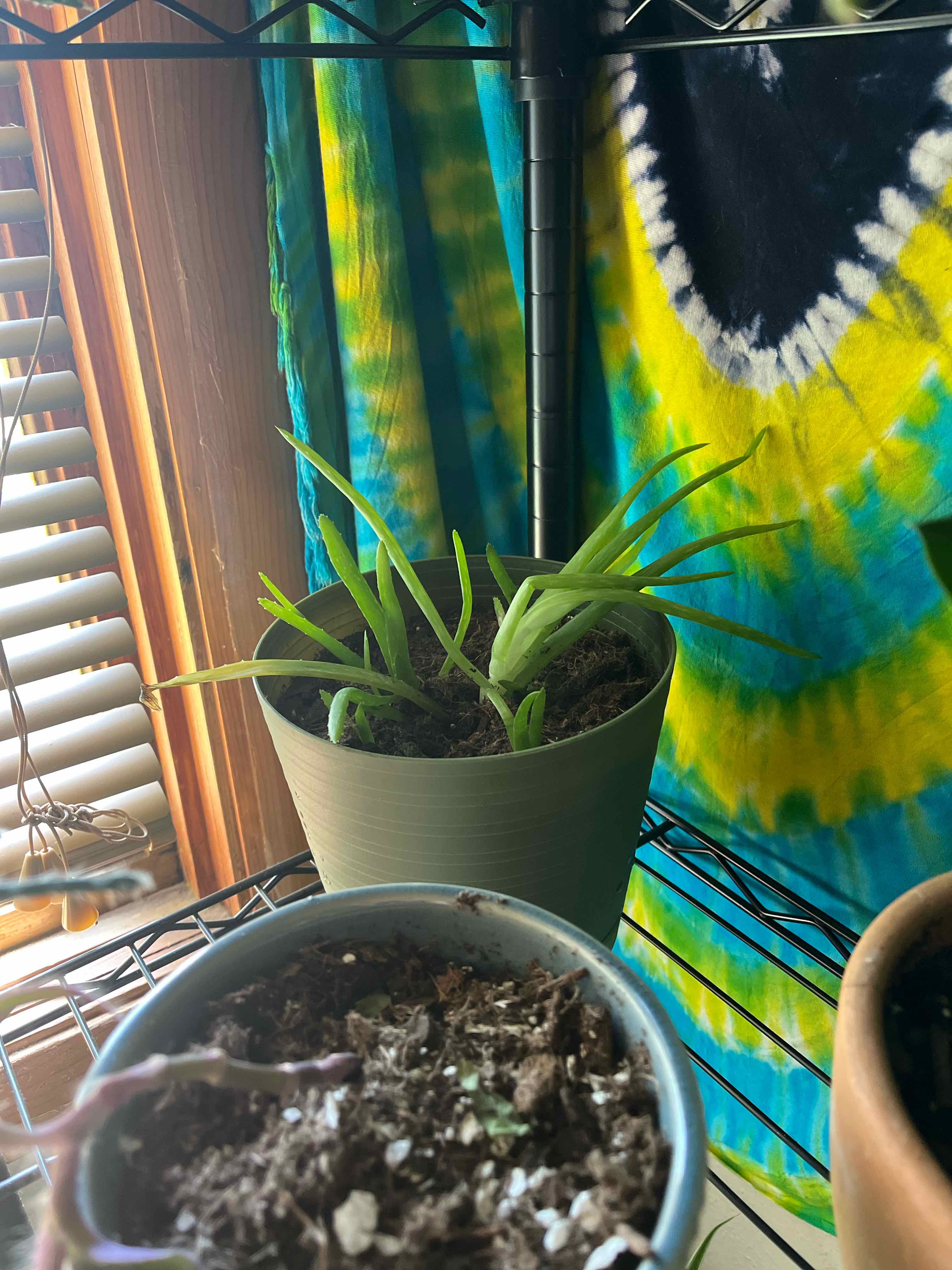 Aloe vera plant photo by @kykysgotbugs named aloveyou on Greg, the plant care app.