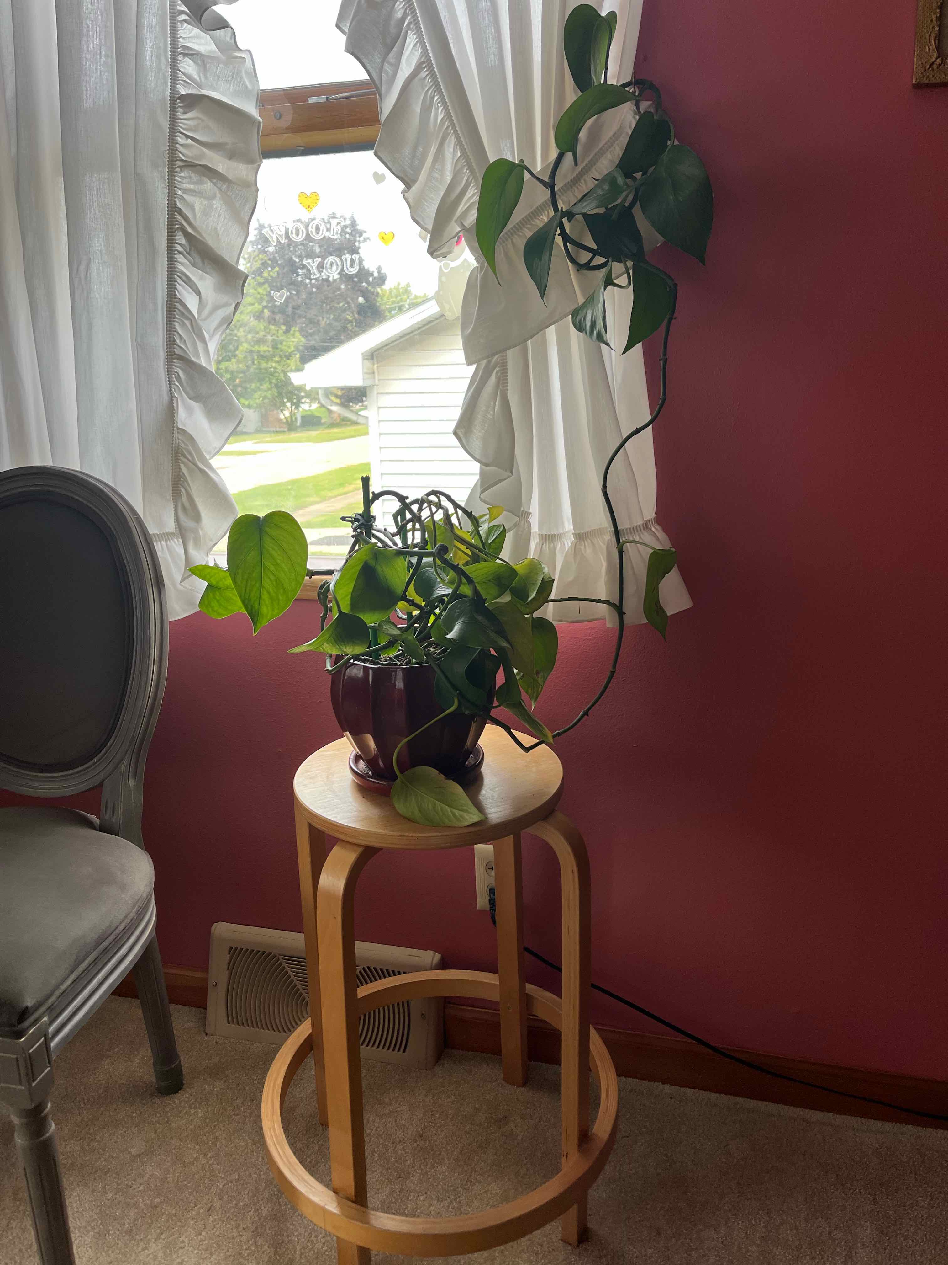 Taro Vine plant photo by @kykysgotbugs named marilyn on Greg, the plant care app.