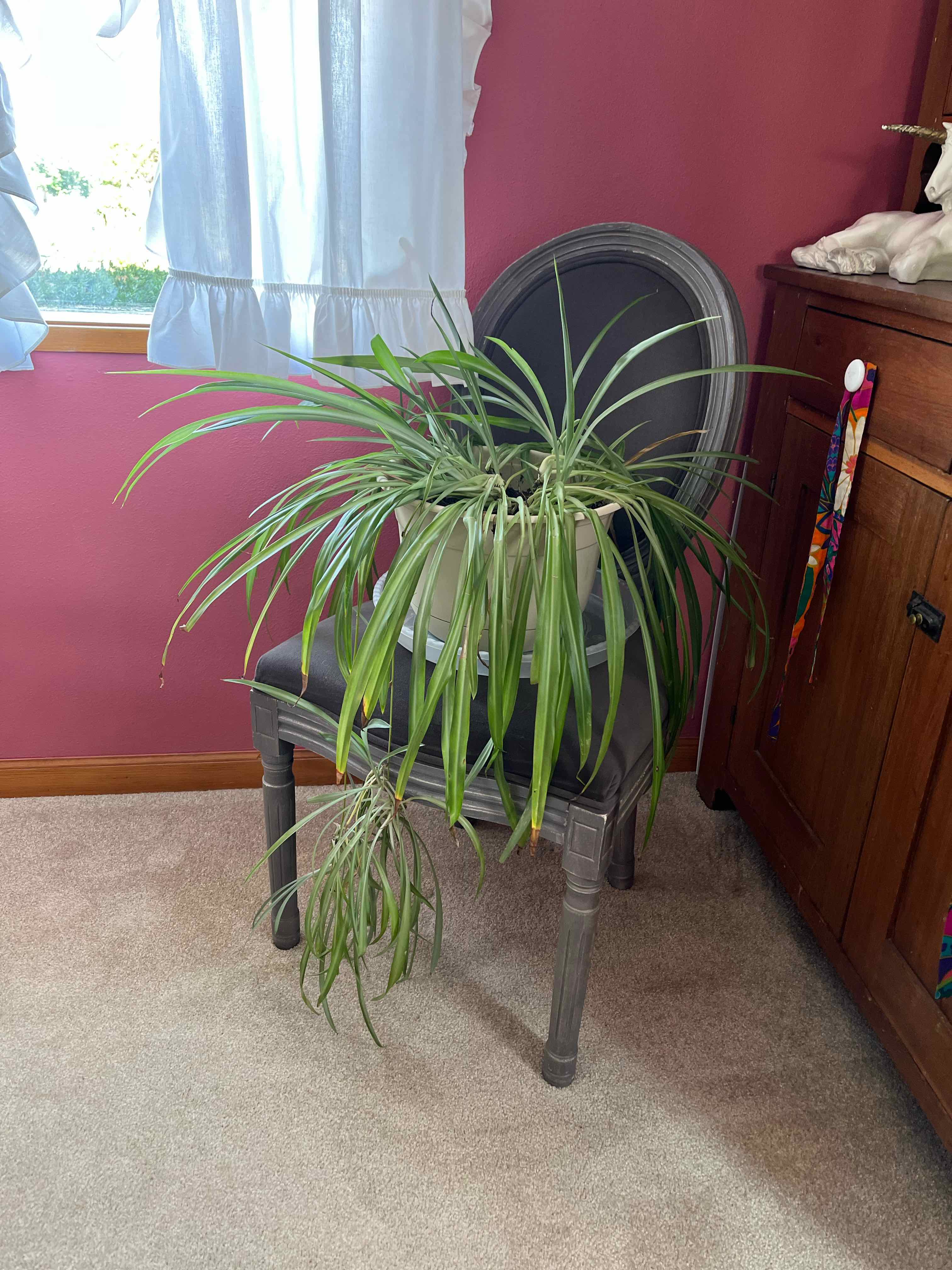 Spider Plant plant photo by @kykysgotbugs named chips on Greg, the plant care app.