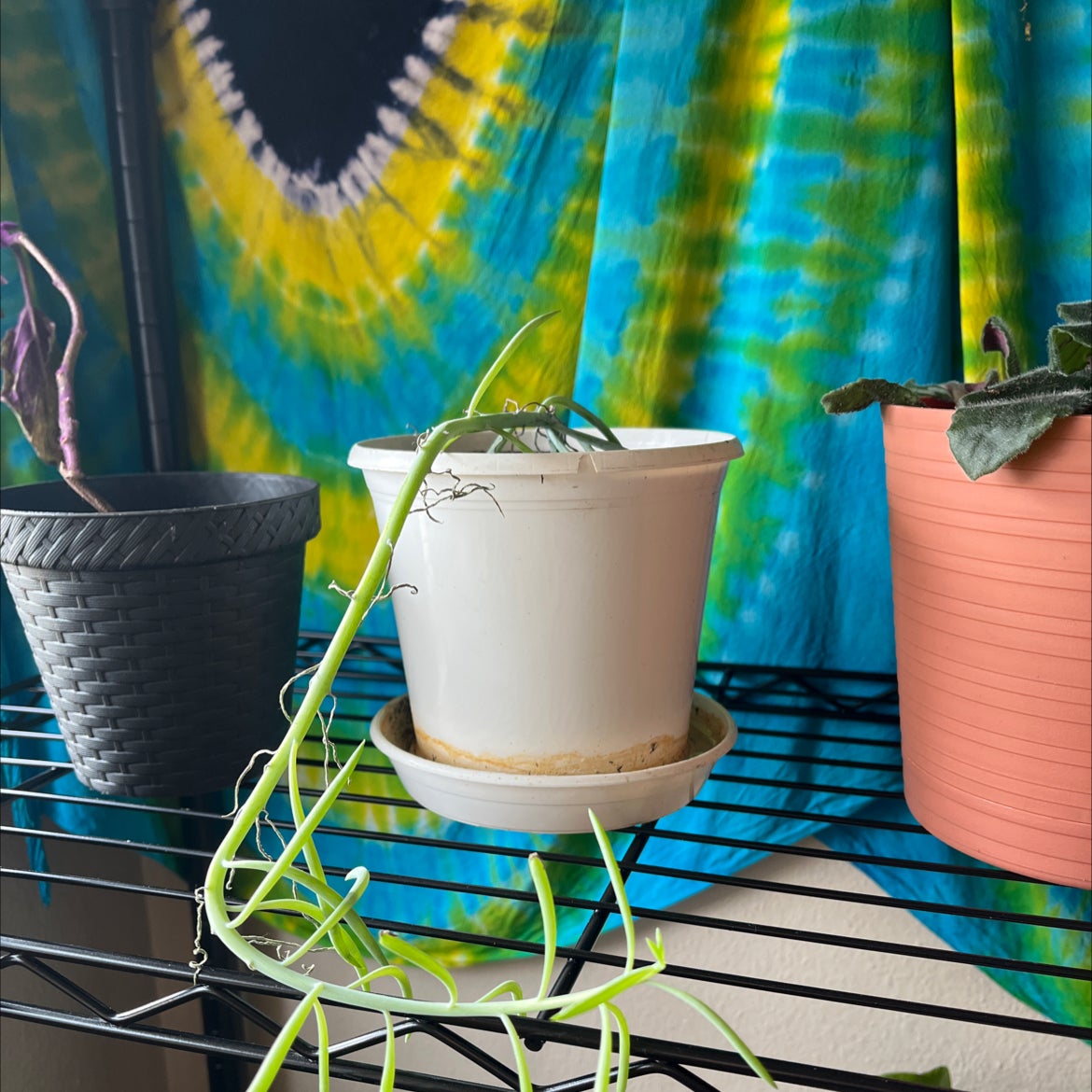 Narrow-Leaf Chalk Sticks plant in a white pot on a metal shelf with colorful fabric background.
