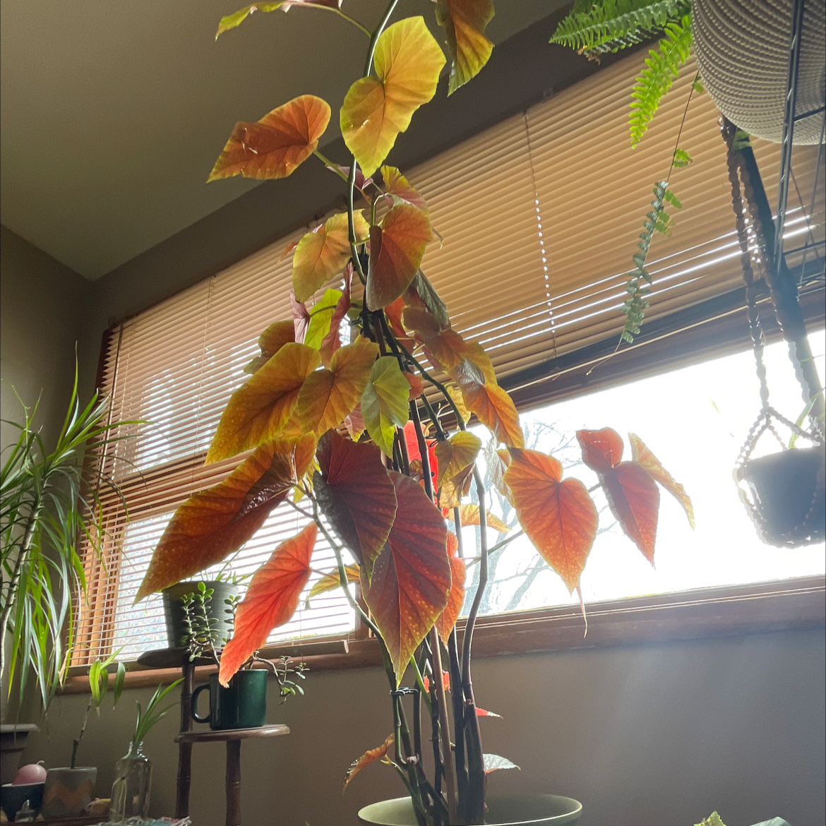 Angel Wing Begonia with colorful leaves, some yellowing and browning, indoors near a window.