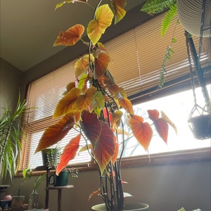 Angel Wing Begonia plant photo by @KyKysGarden named pauline on Greg, the plant care app.