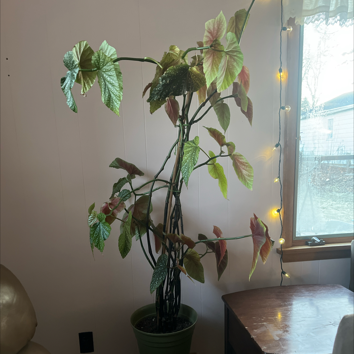 Photo of the plant species Angel Wing Begonia by @kykysgotbugs named pauline on Greg, the plant care app