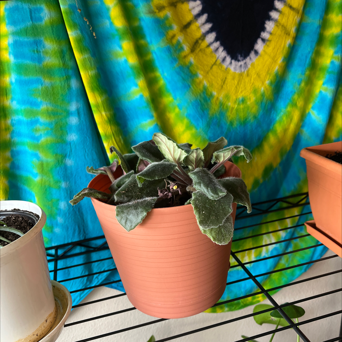 African Violet plant photo by @kykysgotbugs named Jestam & Flotsam on Greg, the plant care app.