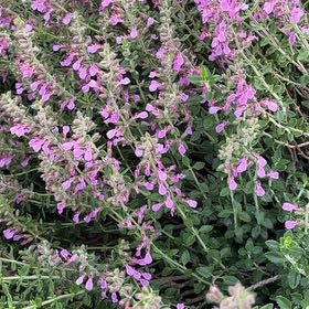 Photo of the plant species Wall Germander by @BigwigNatalplum named Treeyoncé on Greg, the plant care app