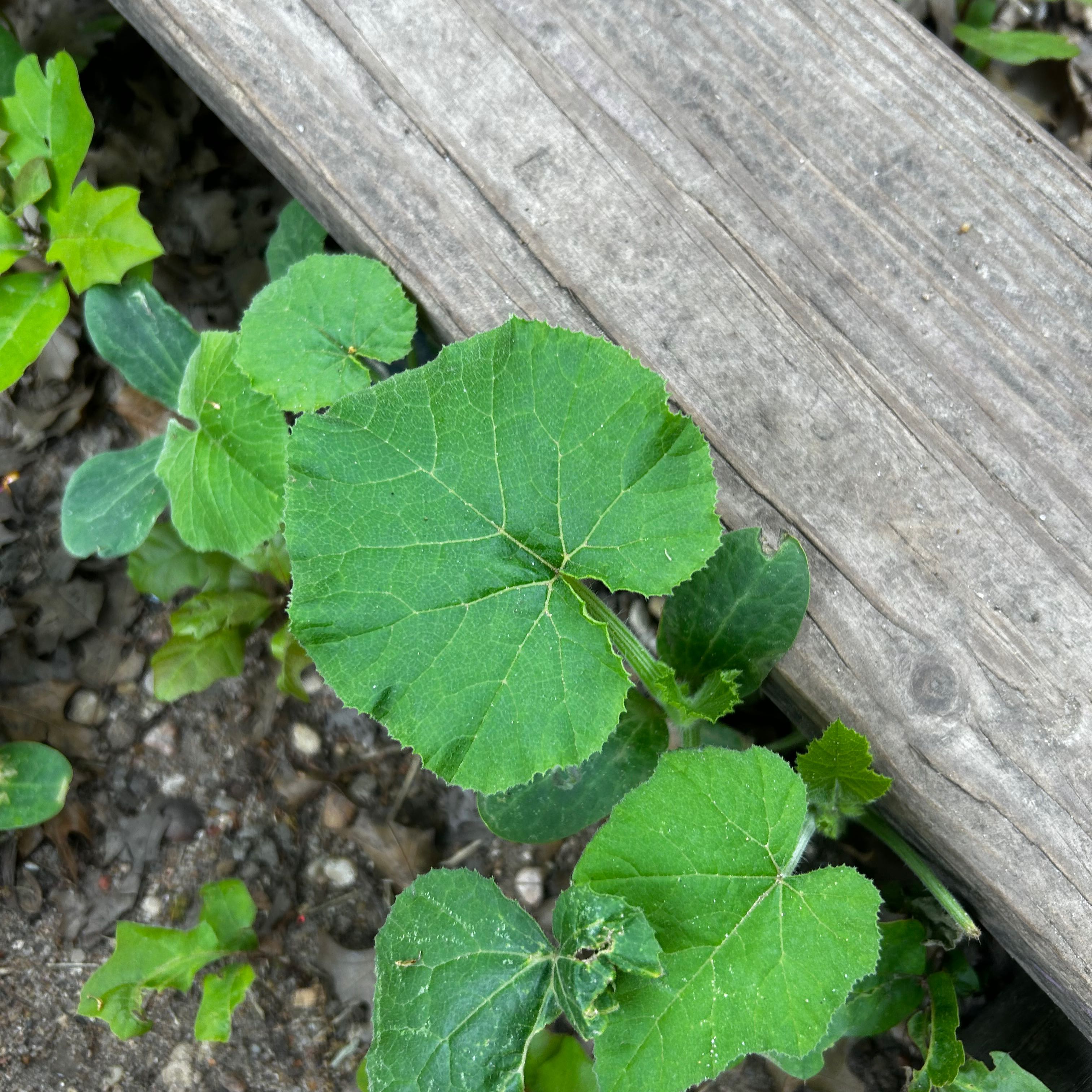 Young Butternut Pumpkin plant with healthy green leaves next to a wooden plank.