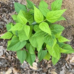 Sweet Potato Vine plant
