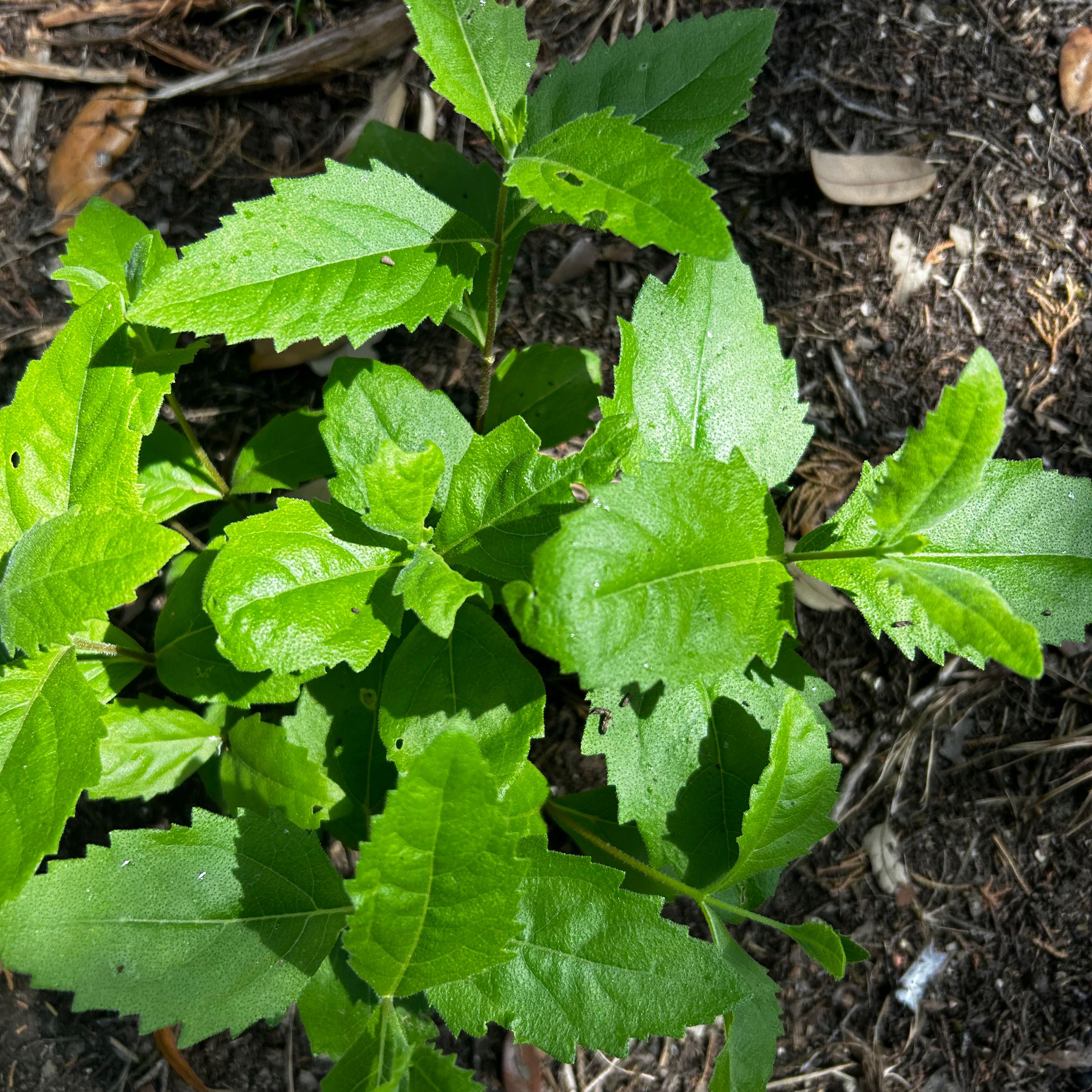 Eastern Baccharis plant with healthy green serrated leaves growing in soil.