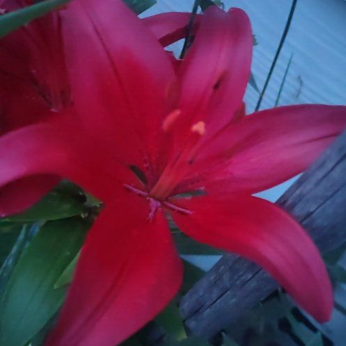 Photo of the plant species Orange Lily by @Gardner21 named Leonardo on Greg, the plant care app