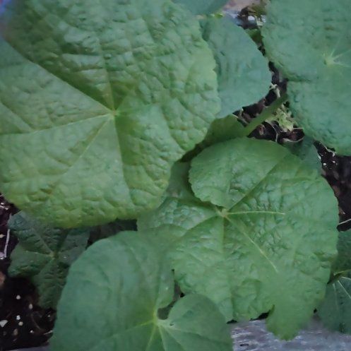 Photo of the plant species Hollyhock by @Gardner21 named da Vinci on Greg, the plant care app