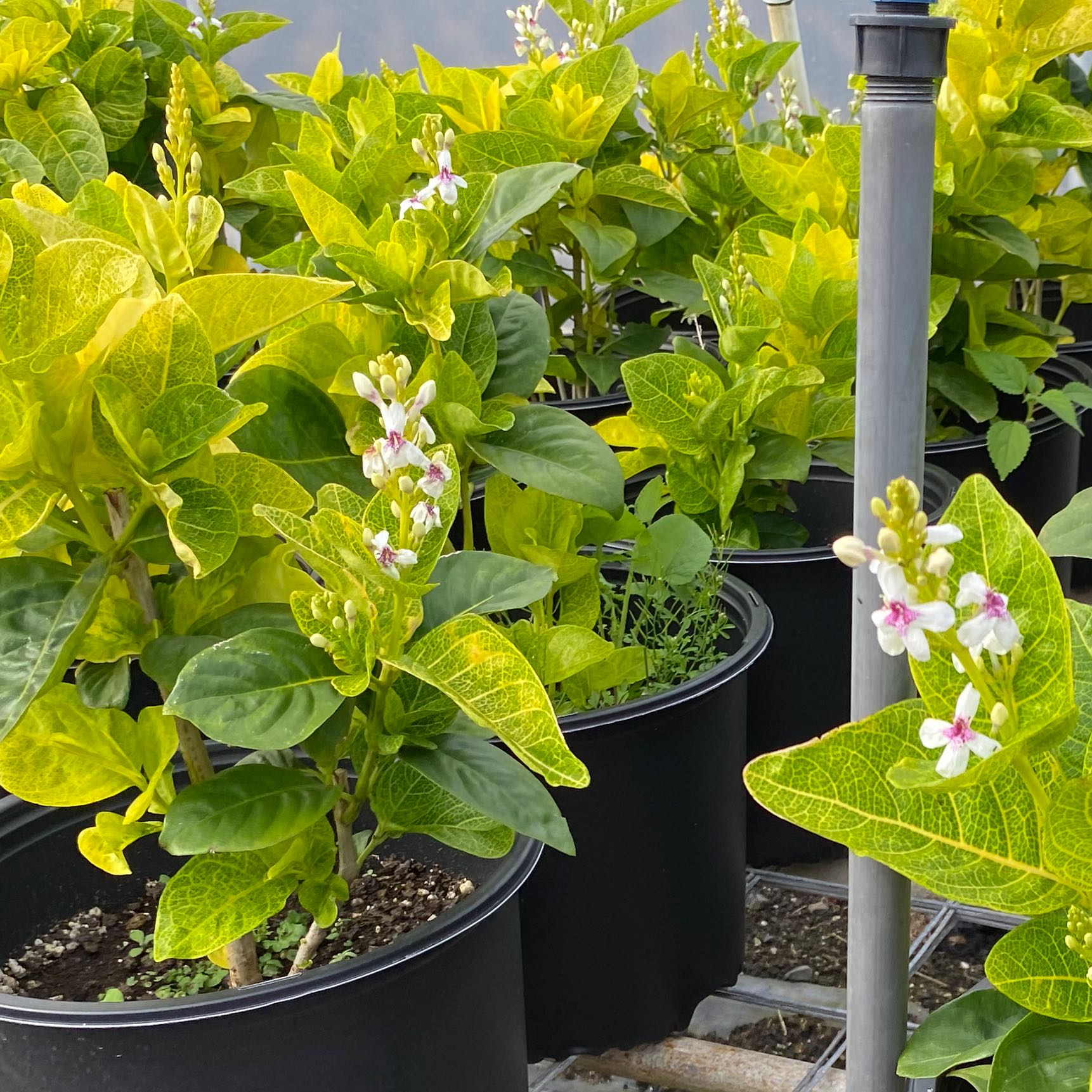 Malabar Spinach plants in pots with green and yellow leaves and small white and pink flowers.