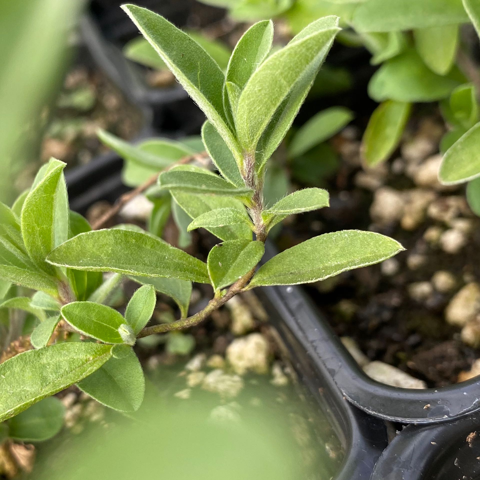 Close-up of a healthy Chinese Privet plant with green leaves in a container.