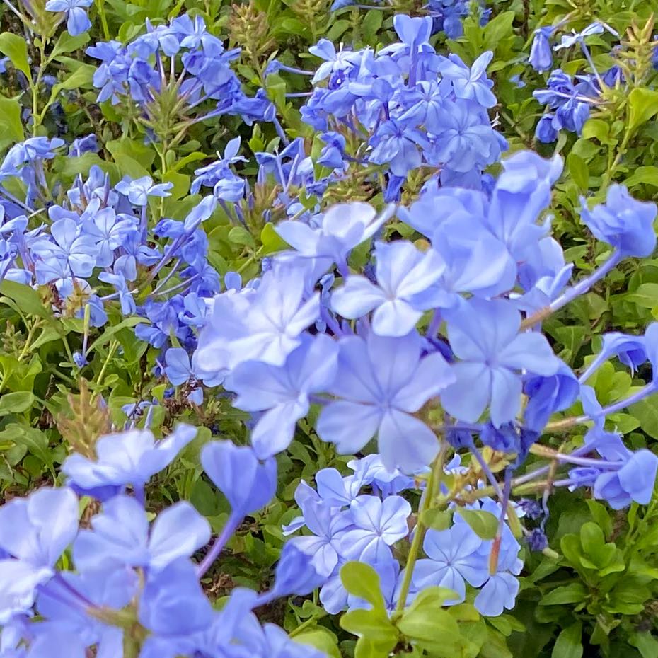 Blue Plumbago plant with numerous blue flowers and vibrant green leaves.