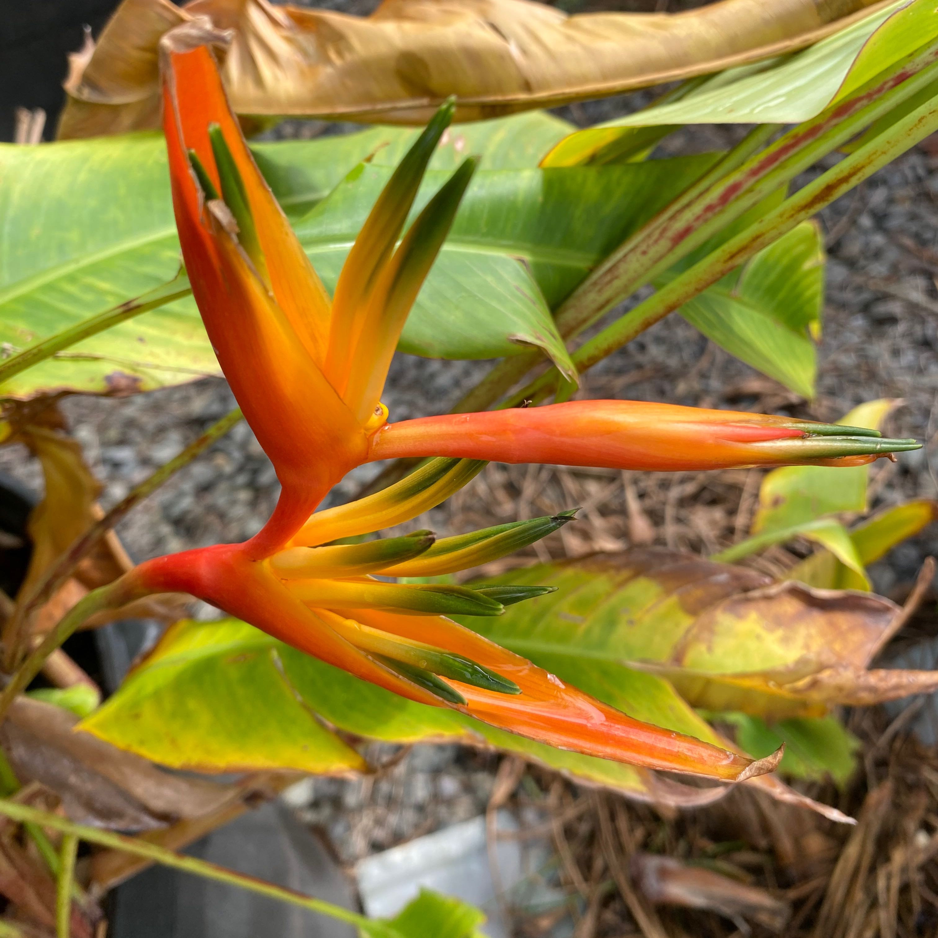 Parrot's Plantain with vibrant orange and yellow flowers, some leaves showing browning and yellowing.