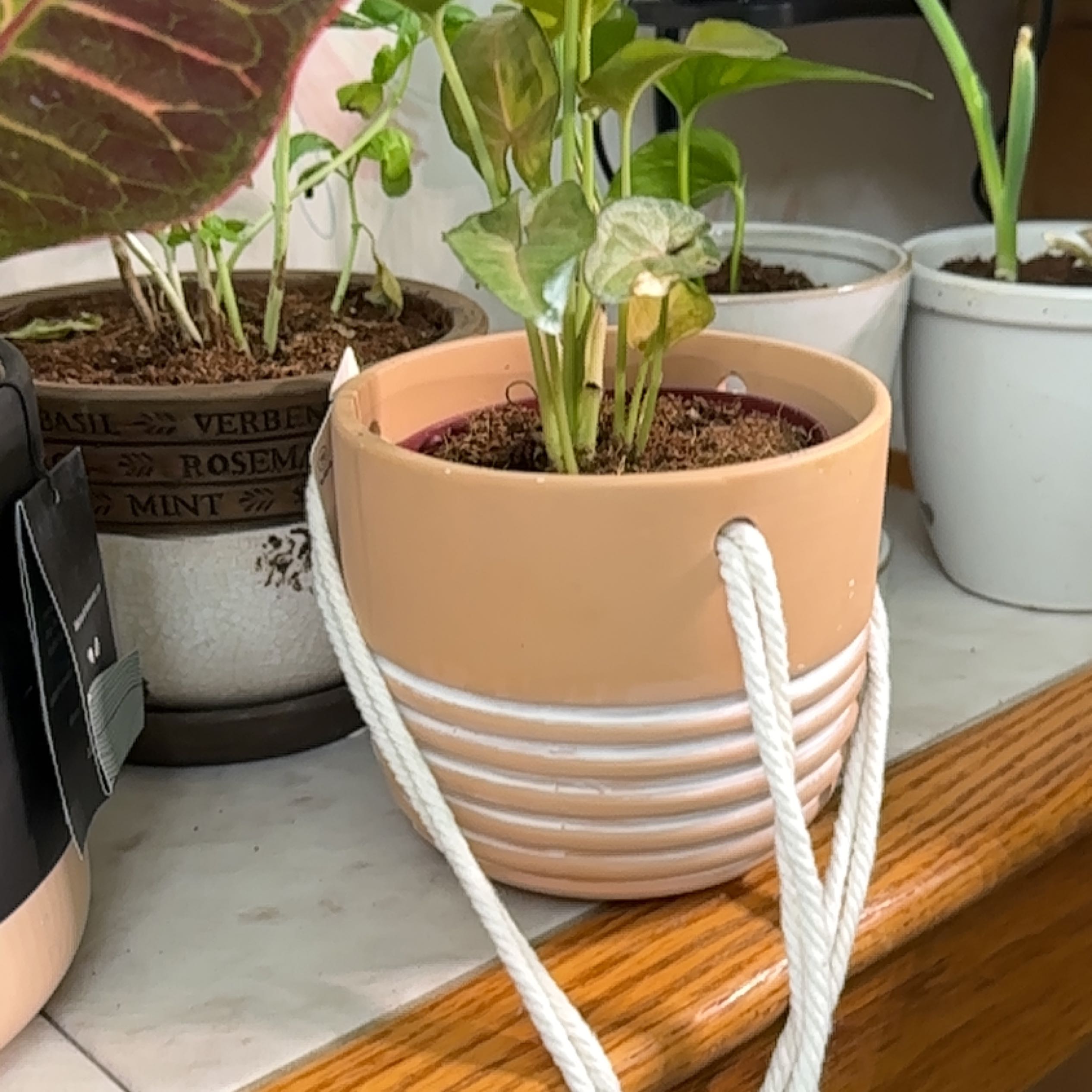 Potted Syngonium 'Berry' plant with visible soil, surrounded by other plants.