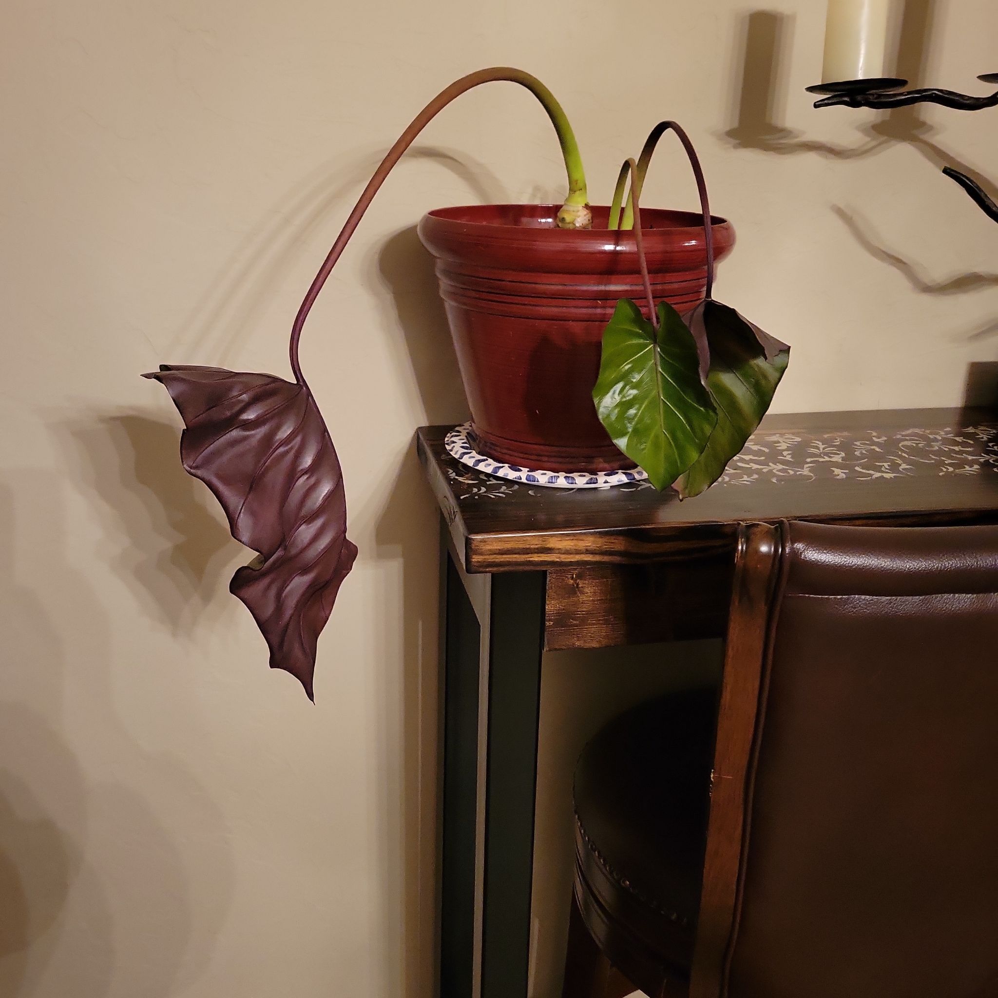 Photo of the plant species Metal Head Alocasia by @RelaxedCostmary named Metalhead on Greg, the plant care app