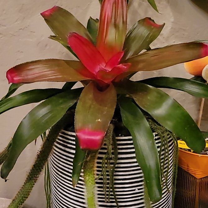 Photo of the plant species Neoregelia 'Magali' by @RelaxedCostmary named Clooney on Greg, the plant care app