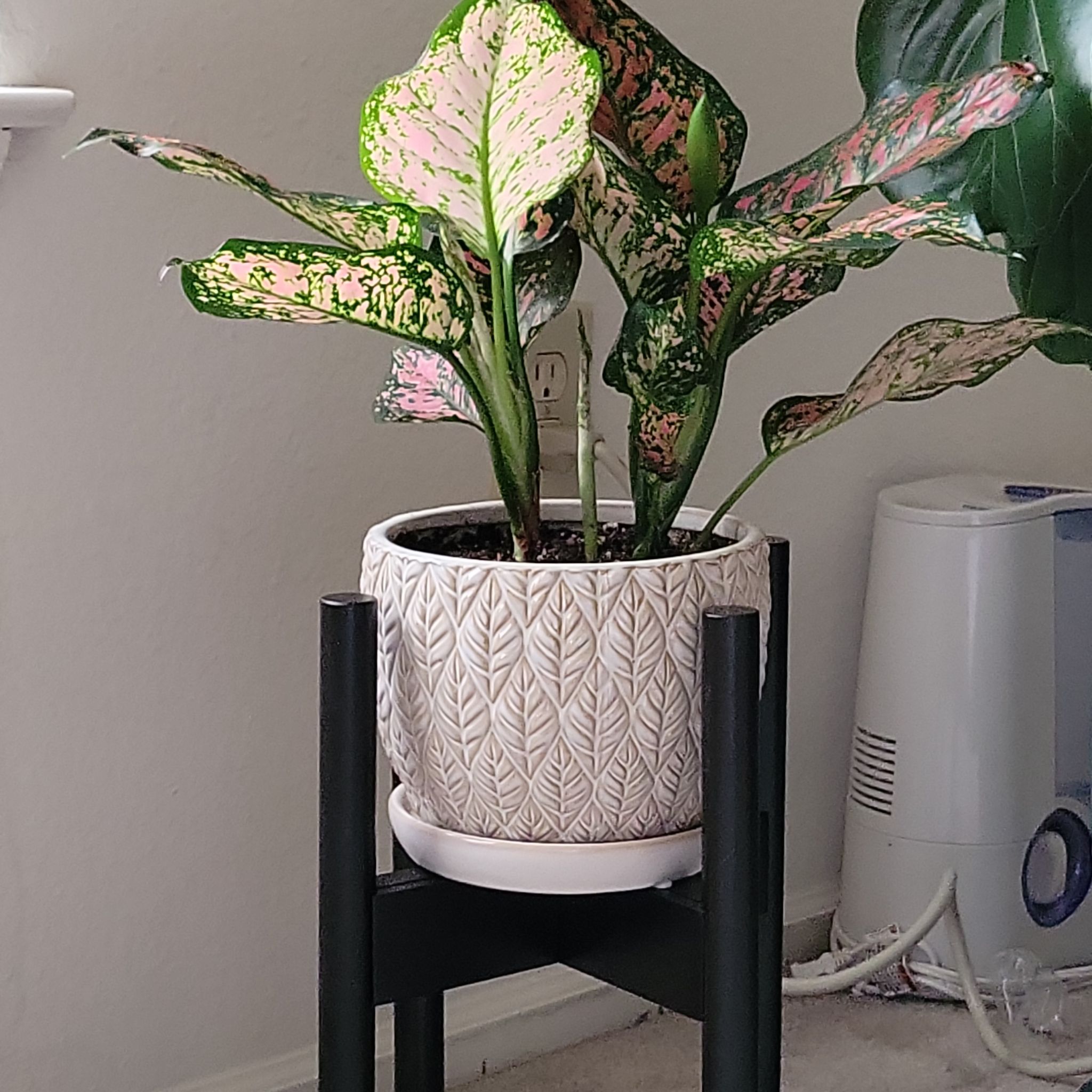 Photo of the plant species Chinese Evergreen by @ShinyGabisan named Cleopatra on Greg, the plant care app