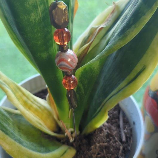Photo of the plant species Variegated Shell Ginger by @GwendylanX named Maya on Greg, the plant care app