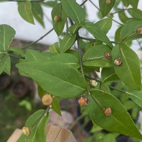 Photo of the plant species American Strawberry-Bush by @PurelyMint named Messi on Greg, the plant care app