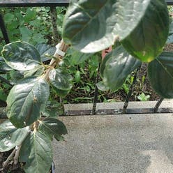 Japanese Persimmon plant