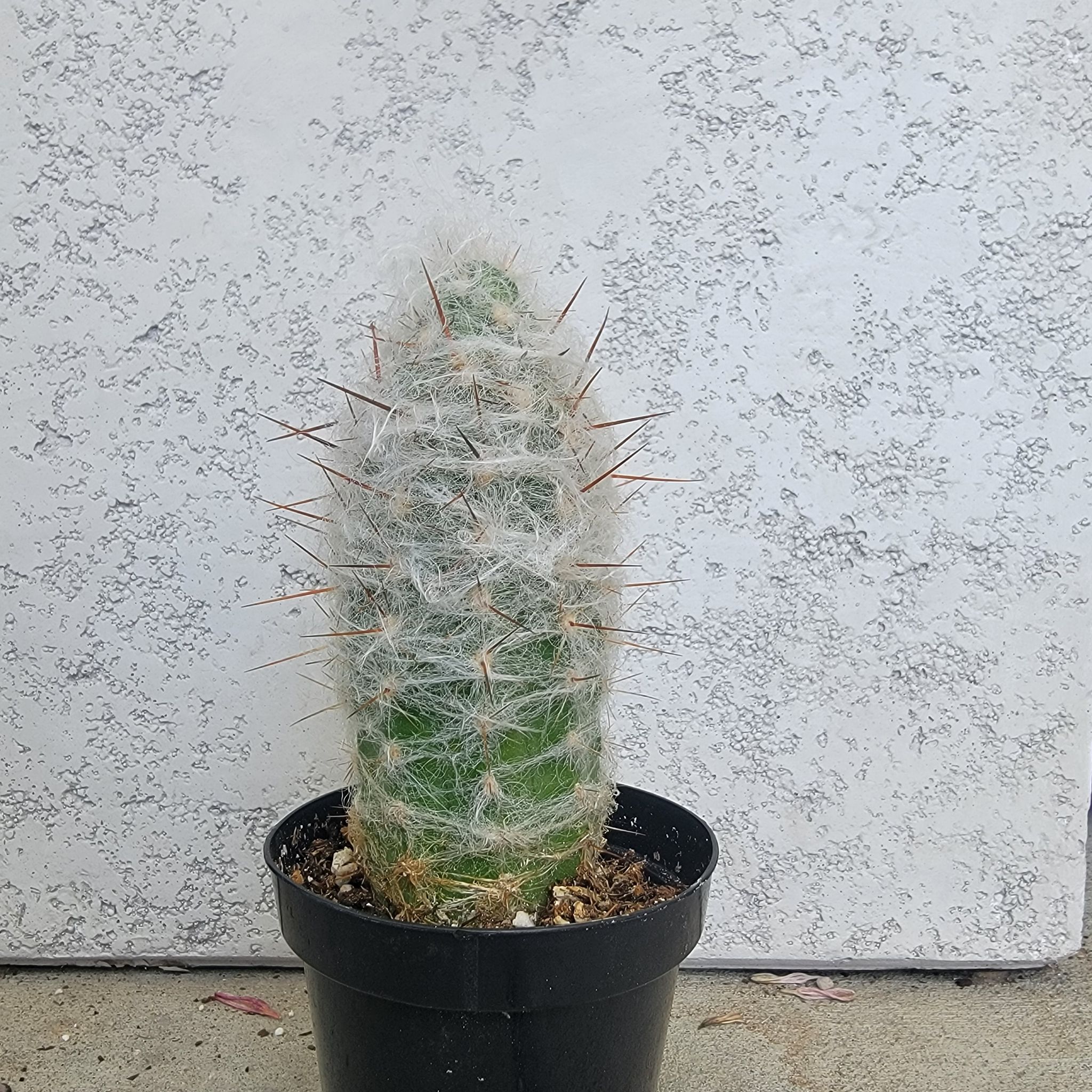 Old Man of the Andes cactus in a black pot with white hair-like structures and spines.