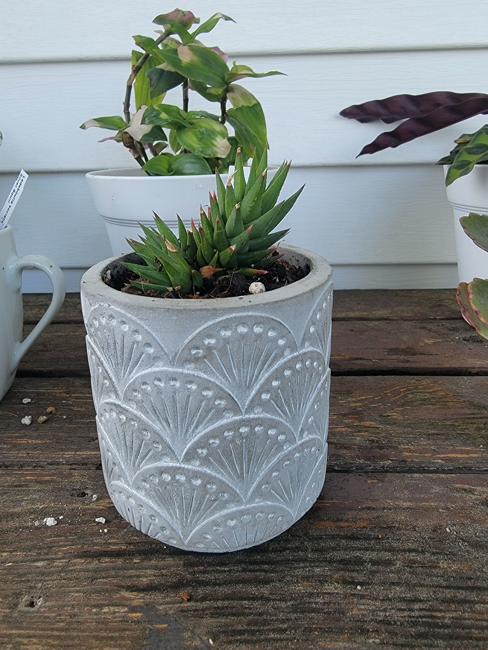 Photo of the plant species Haworthia rubrobrunnea by @Lumi named Mando on Greg, the plant care app