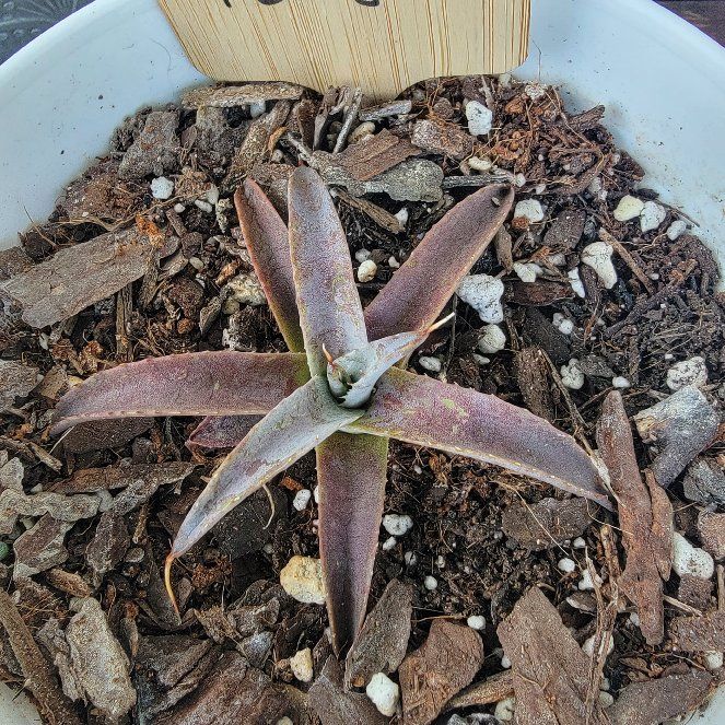 Photo of the plant species Mangave 'Tooth Fairy' by @Lumi named Sir Plancelot on Greg, the plant care app